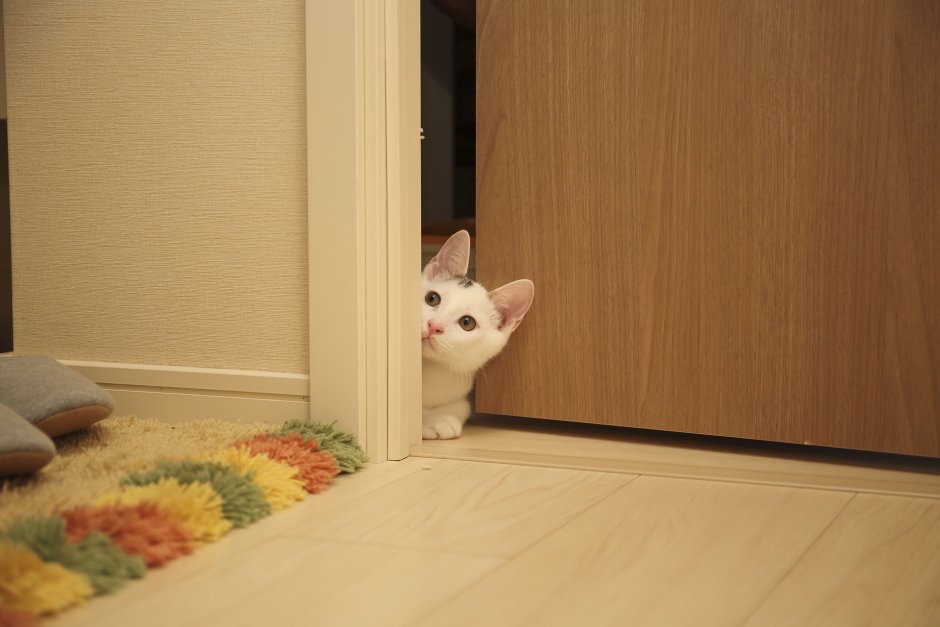 Коты и двери