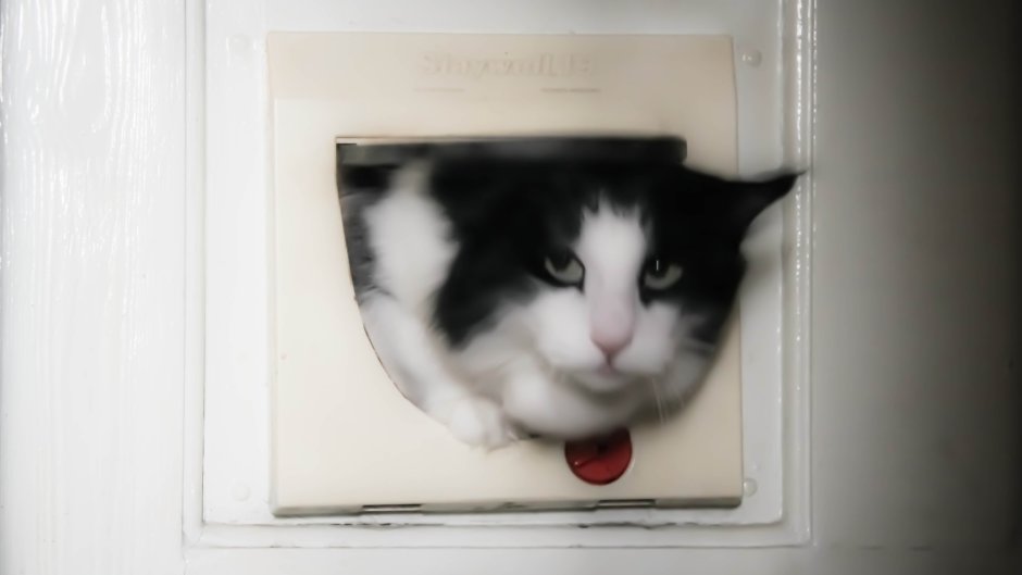 Кот в двери картина