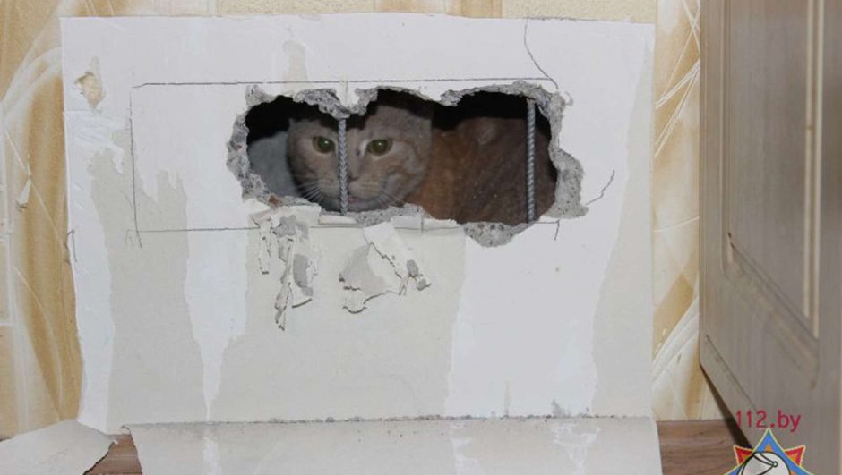 Котик выглдываетиз стены