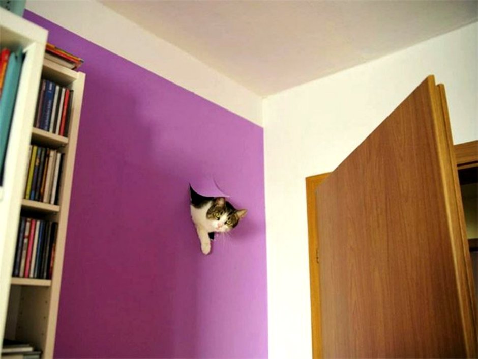 Кот врезался в стену