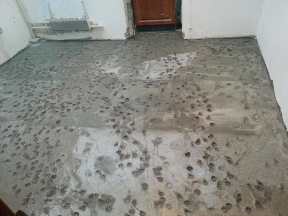 Следы кота на бетоне