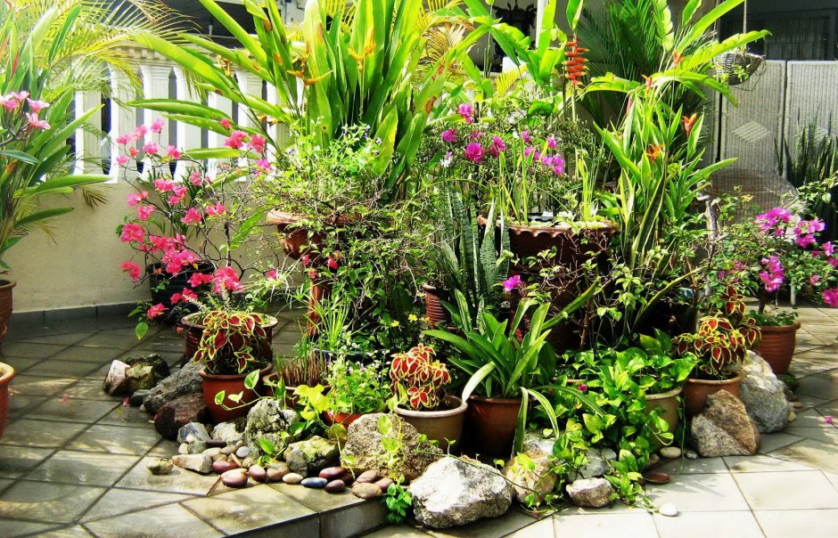 Комнатный садик из растений