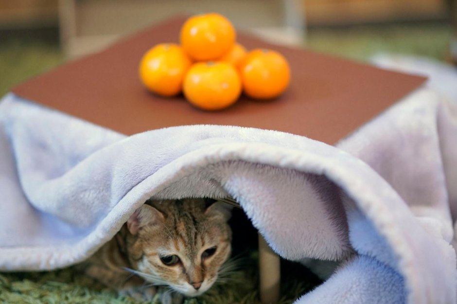 Котацу для котов
