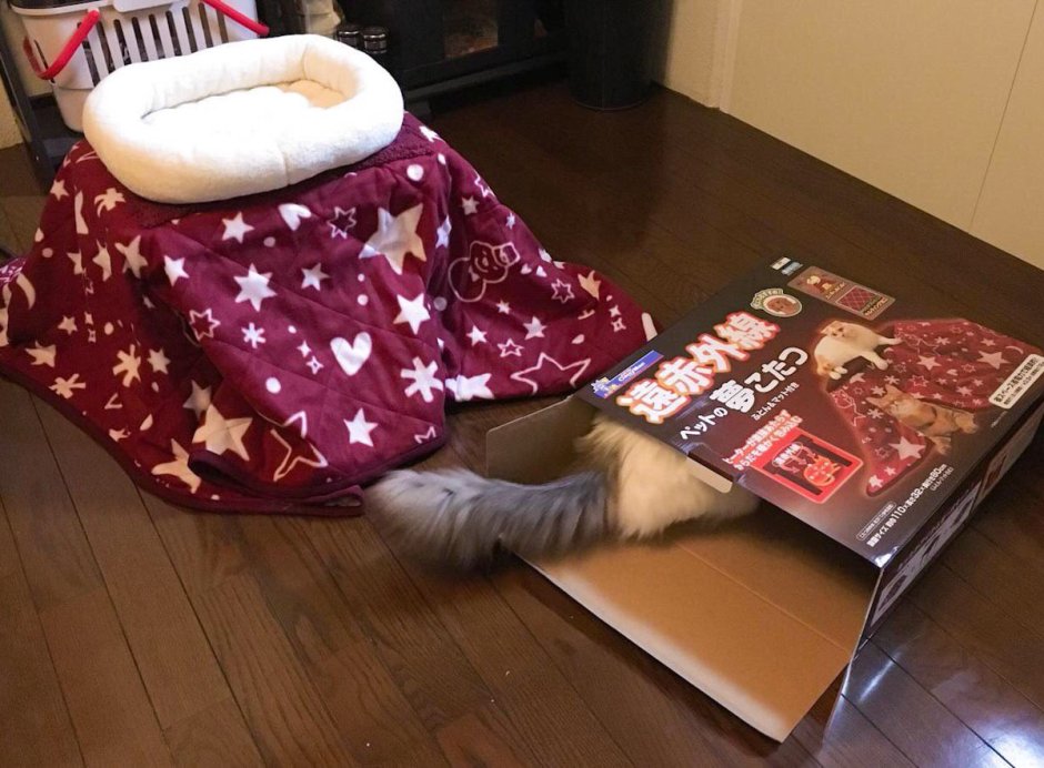 Котацу с котиками