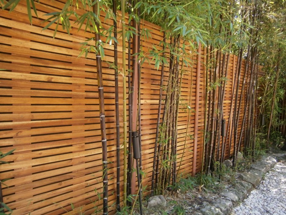 Забор из древовидного папоротника 2х5 м