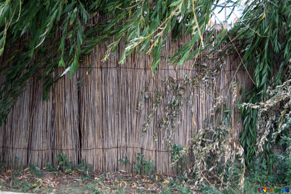 Забор из Рогоза