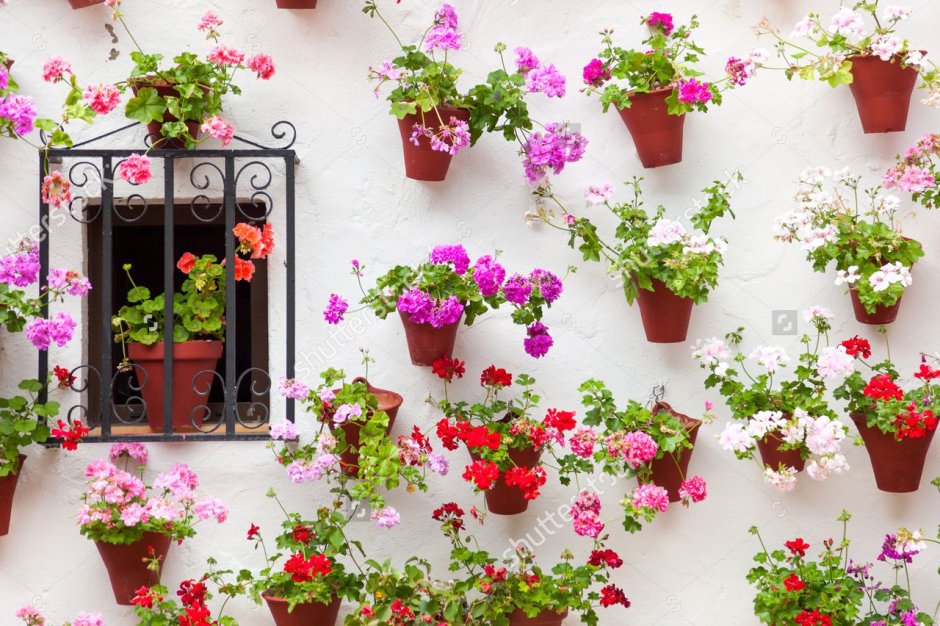 Кашпо с цветами окно стена