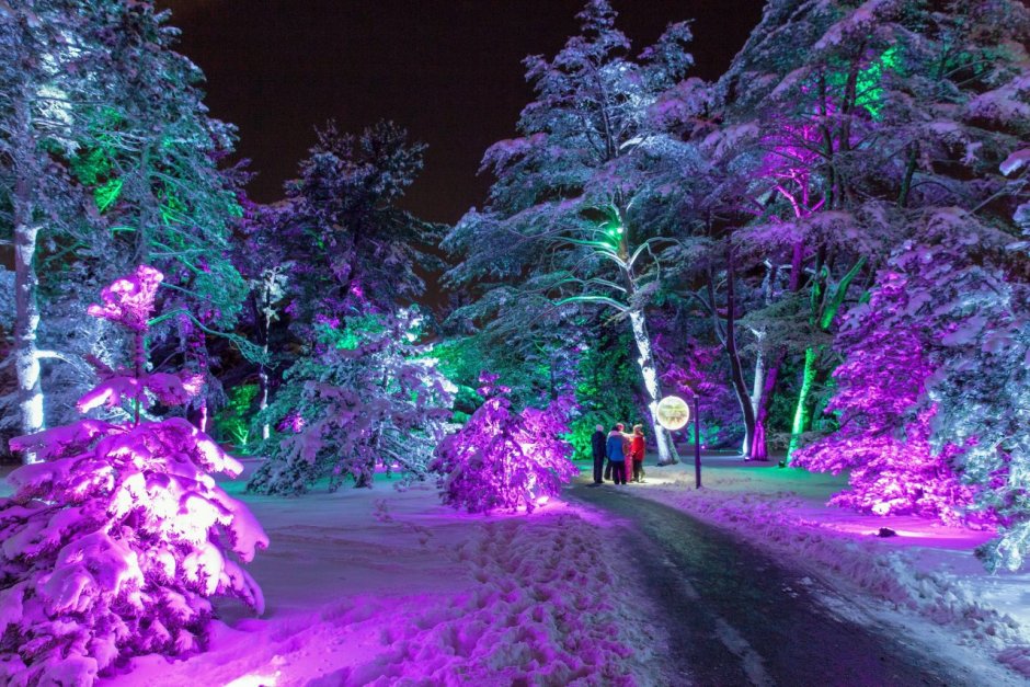 Подсветка деревьев зимой