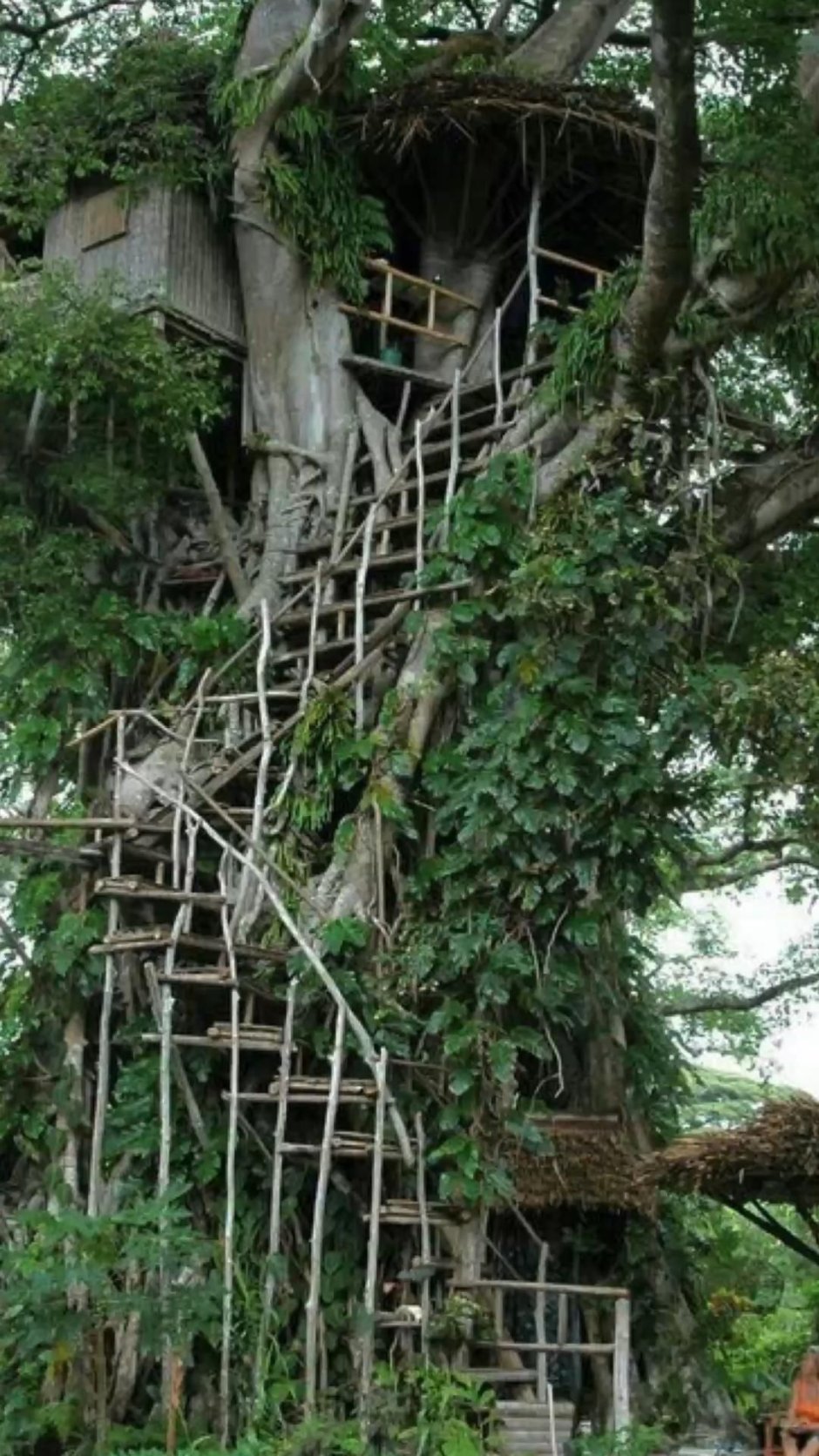 Дом на дереве в джунглях