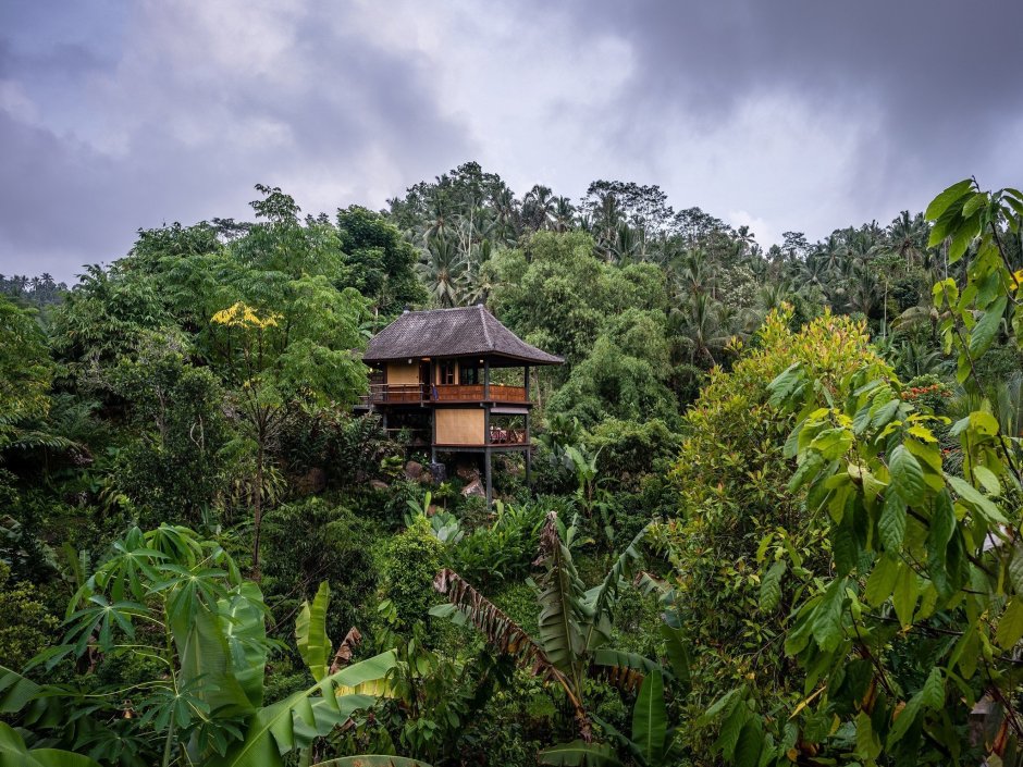 Бали природа джунгли