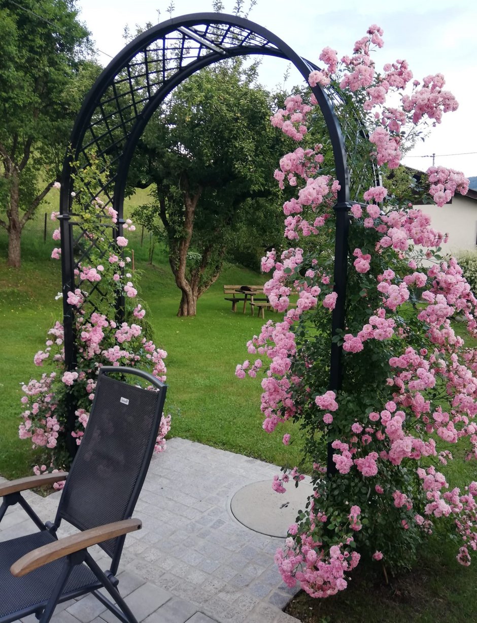 Арч роза