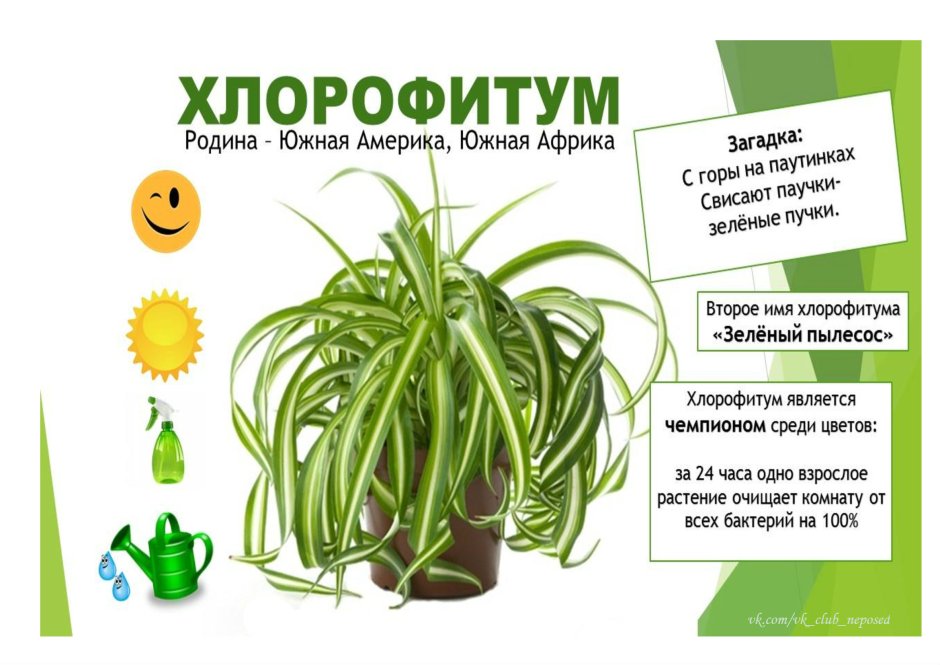 Паспорт комнатных растений хлорофитум