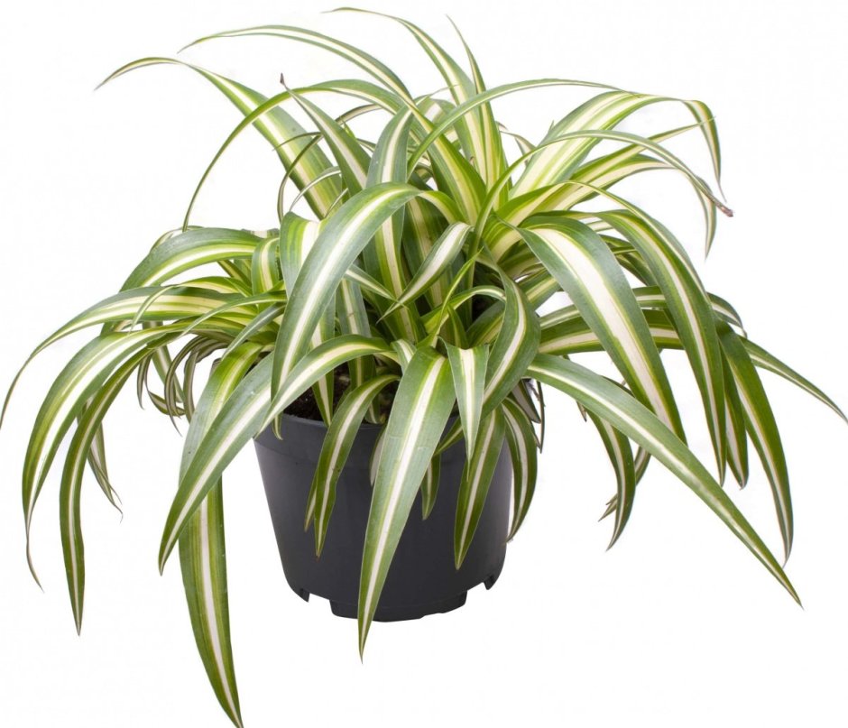 Хлорофитум хохлатый Chlorophytum comosum