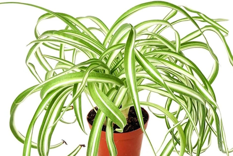 Хлорофитум хохлатый Chlorophytum comosum
