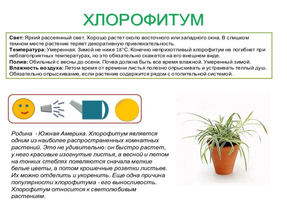 Паспорт комнатных растений в детском саду хлорофитум