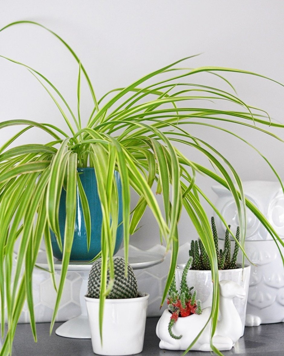 Хлорофитум хохлатый Chlorophytum comosum