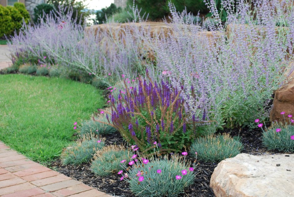 Перовския 'Russian Sage'