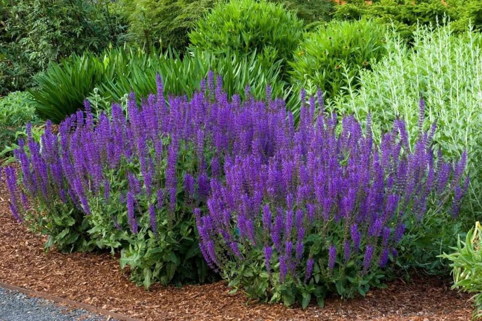 Шалфей Дубравный (Salvia nemorosa)