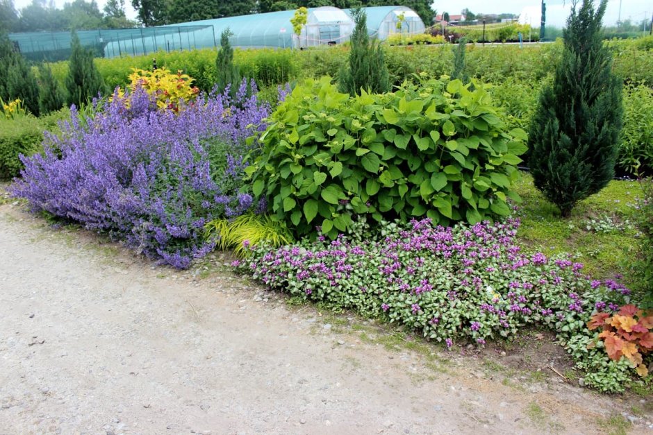 Котовник Фассена Кэт в цветнике