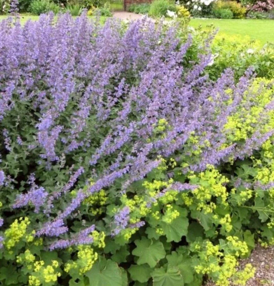 Шалфей Дубравный (Nepeta faassenii)