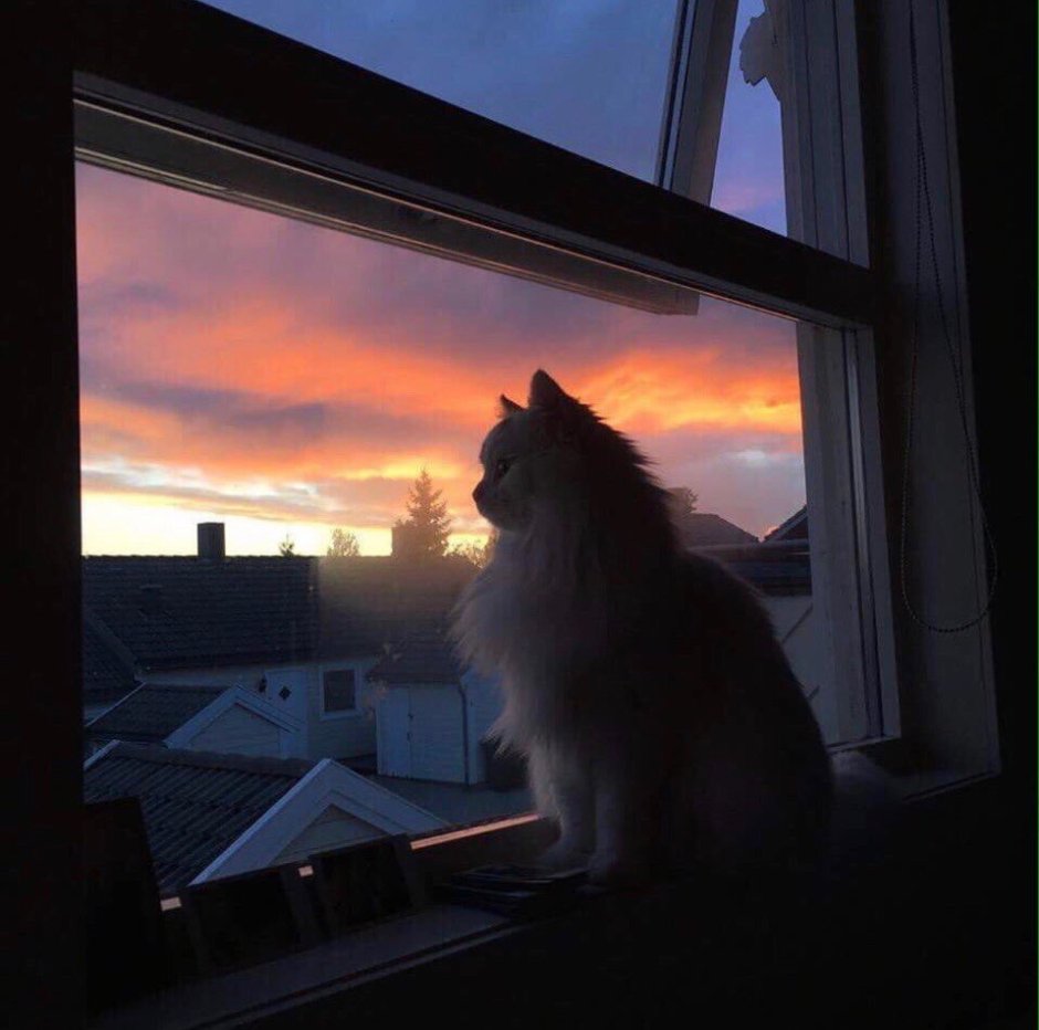 Кошка на подоконнике