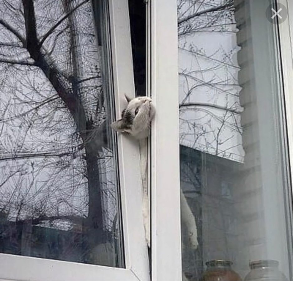 Кот застрял в пластиковом окне