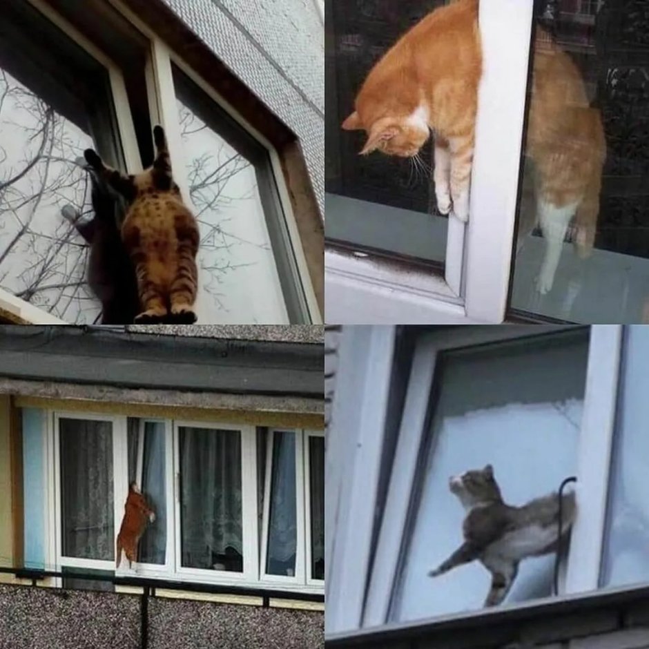 Вертикальное проветривание и кошки