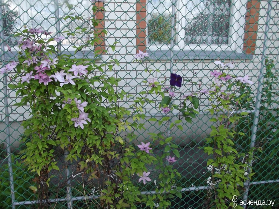 Клематис княжик изгородь
