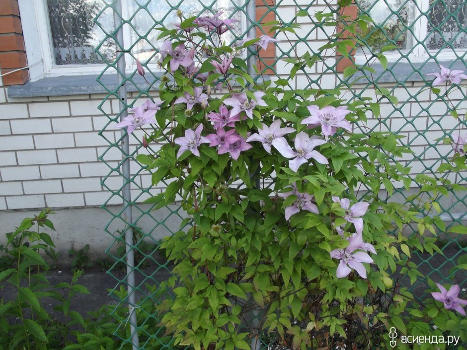 Клематис гибридный изгородь