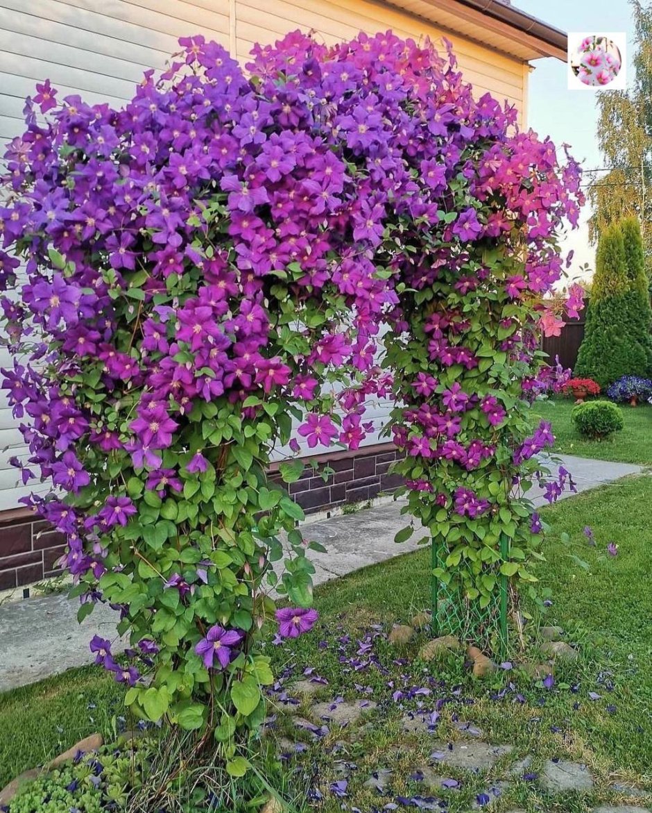 Клематис тайна