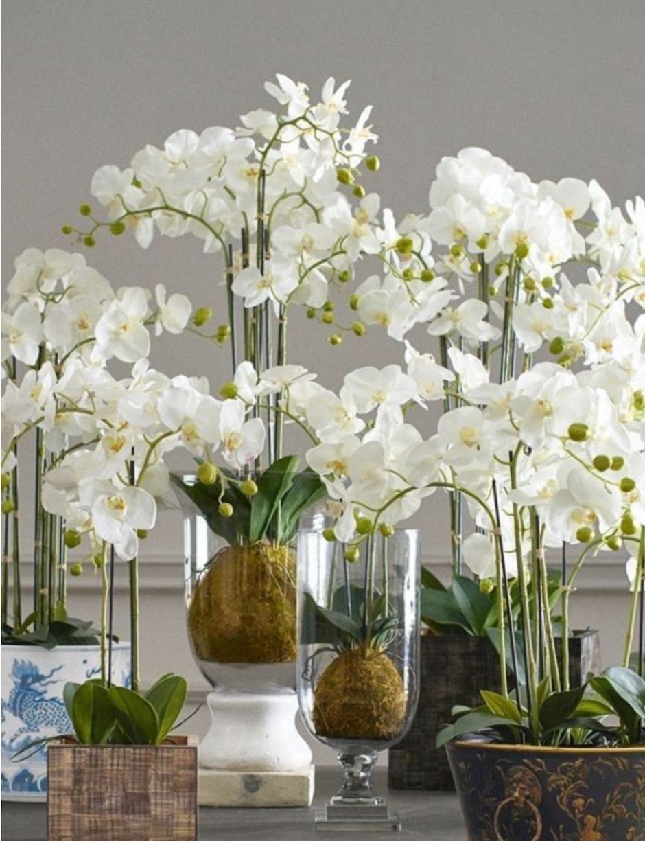 Цветок фаленопсис декоративнолиственная