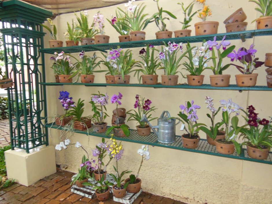 Оранжерея для орхидей домашняя в квартире