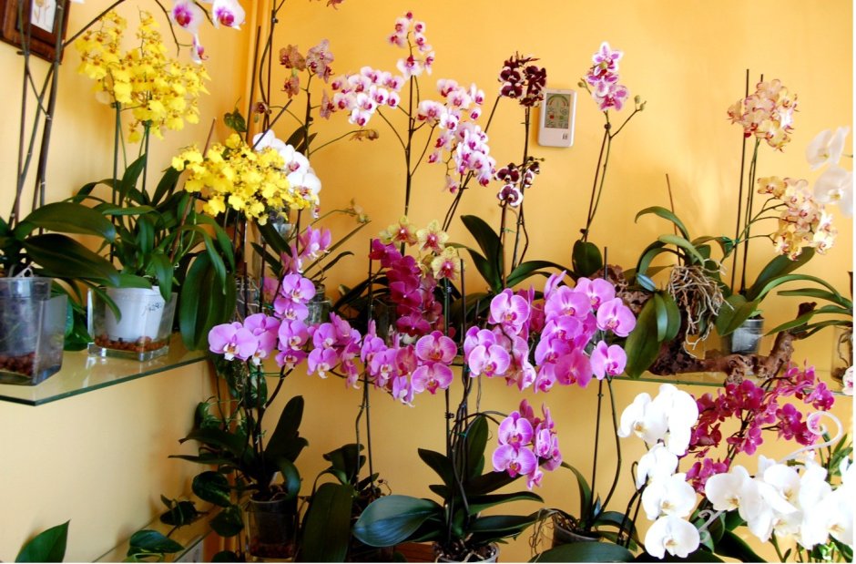 Красивое размещение орхидей в квартире