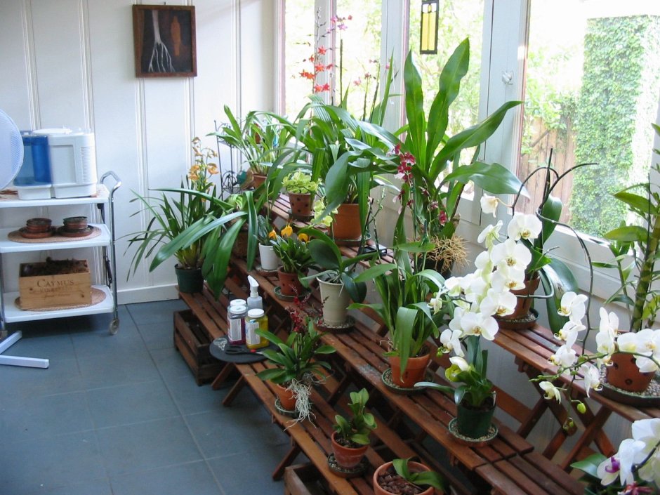 Размещение орхидей