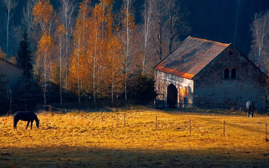 Деревня в лесу