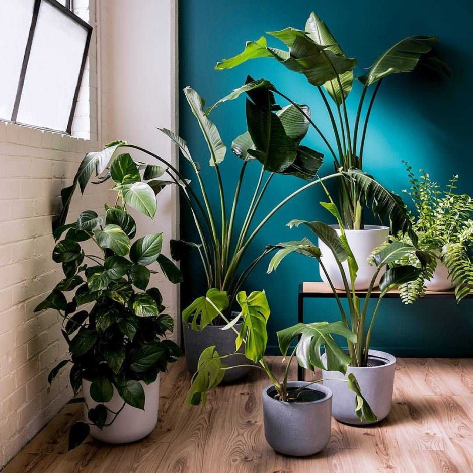 Интерьер с домашними растениями