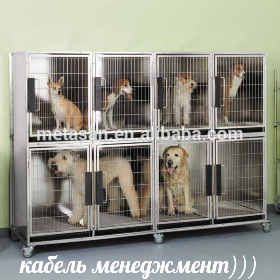 Передержка собак клетки