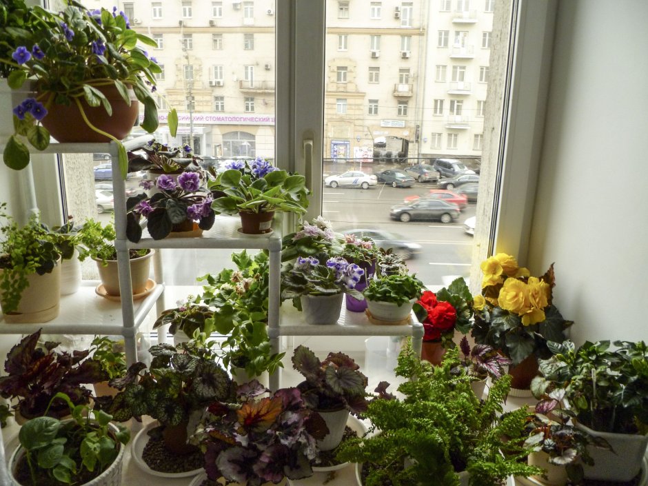 Цветоводство комнатные цветы