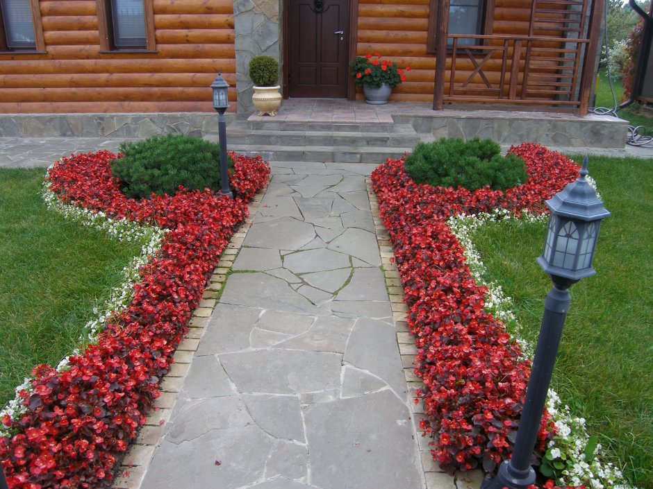 Рабатка Тунберга многолетник