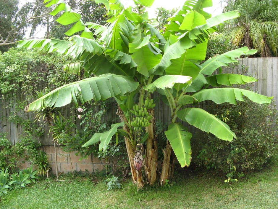 Банановая Пальма Лоо
