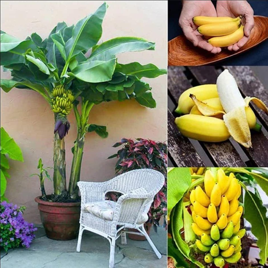 Карликовый банан бонсай