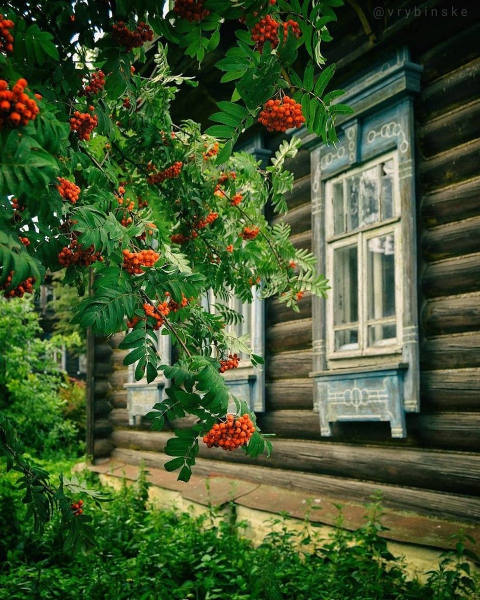 Деревенский дом с рябиной