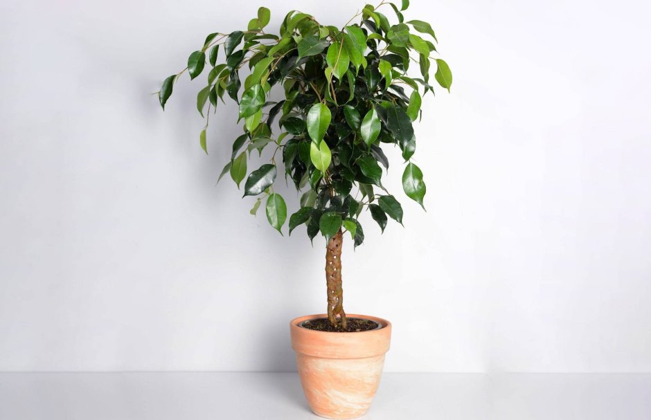Ficus benjamina l. фикус Бенджамина