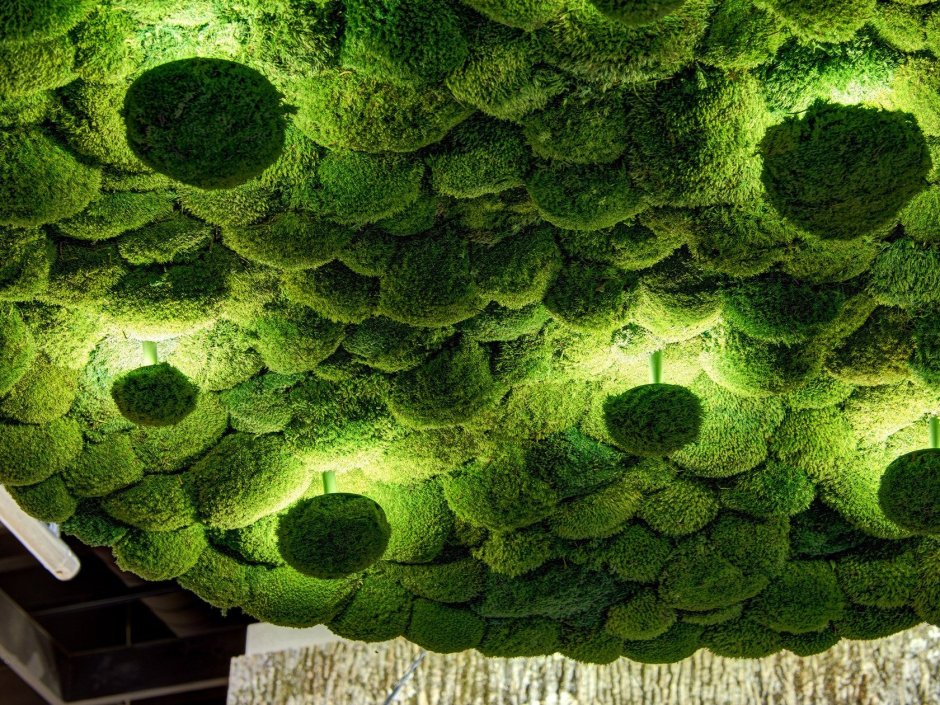Moss Space мох