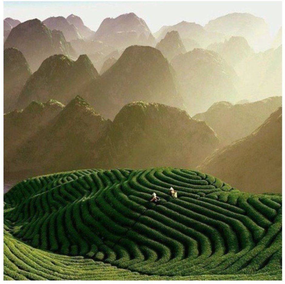 Плантации чая в Китае