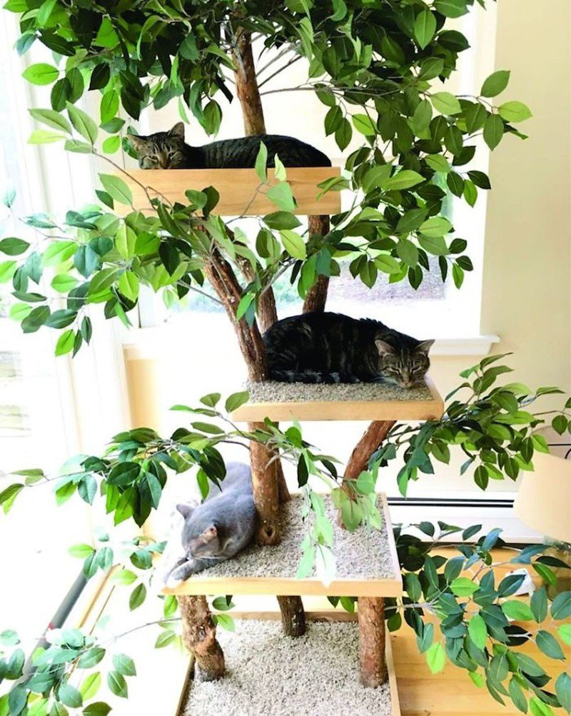 Кошки на дереве
