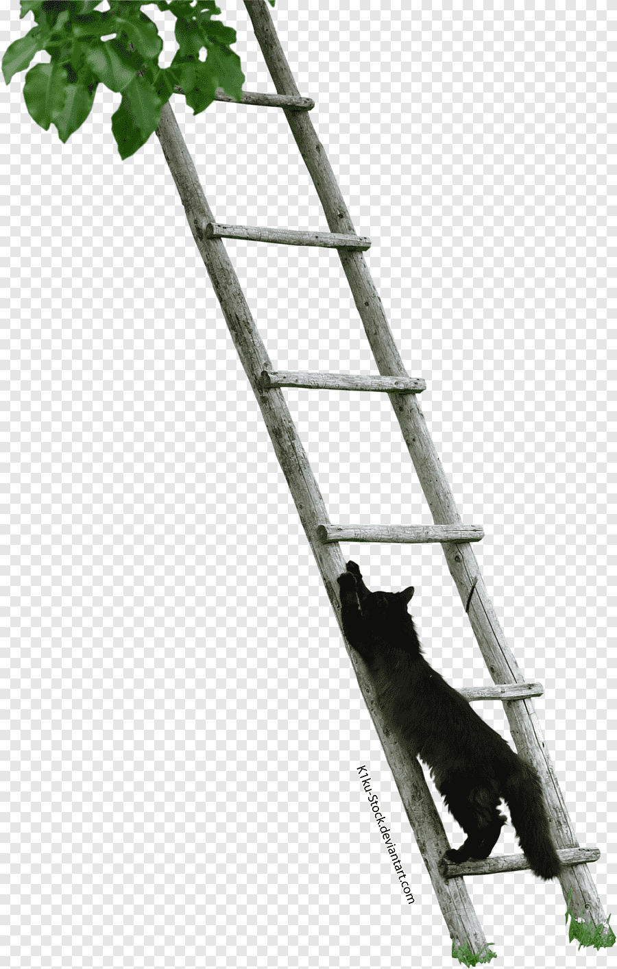 Кот на стремянке