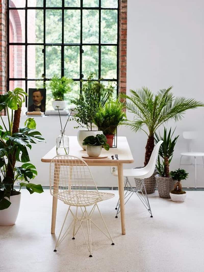 Coffee Table Decor with Indoor Plants