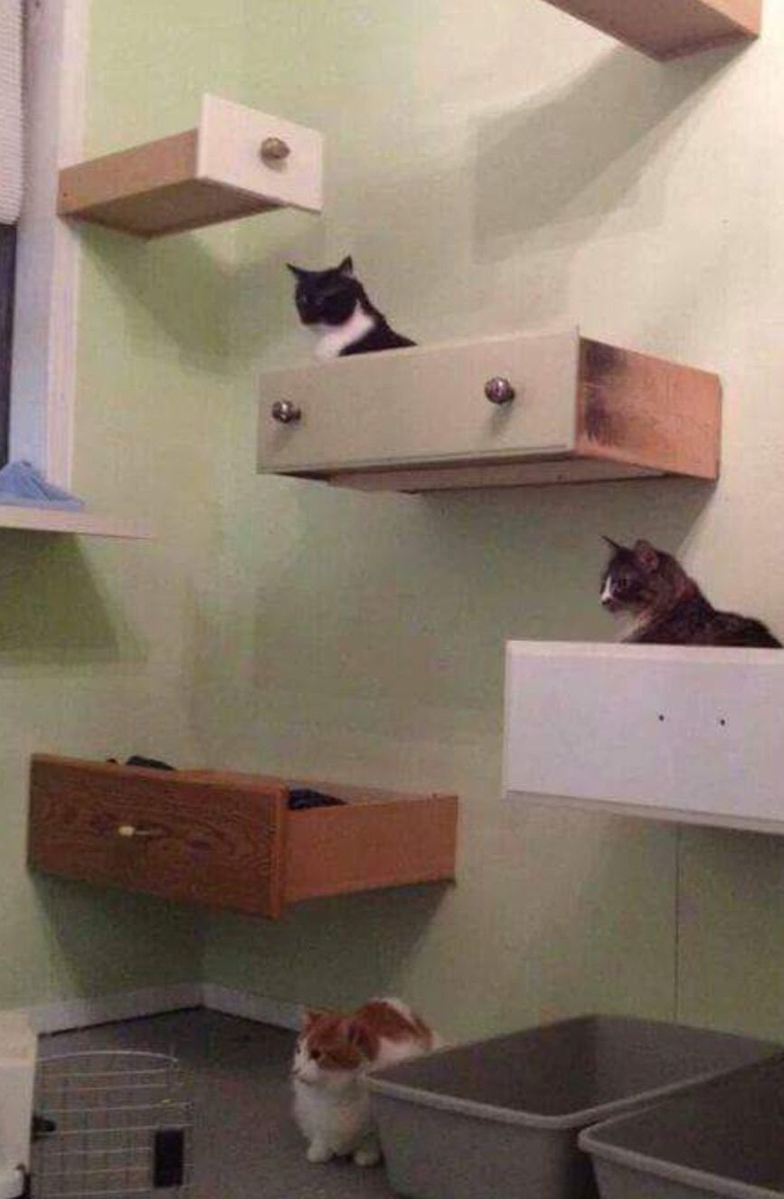 Настенные полки для котов