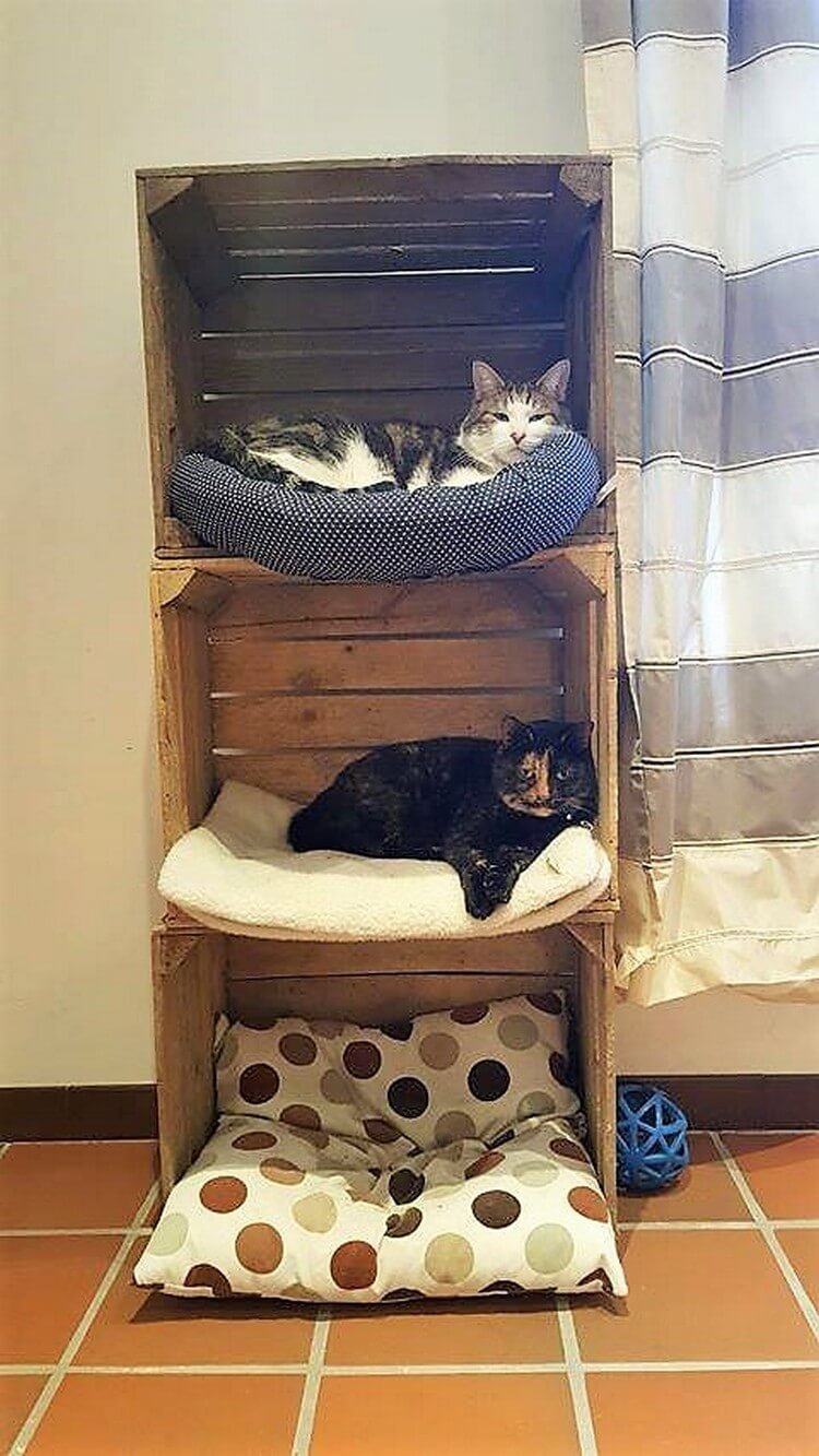 Комната для кошек